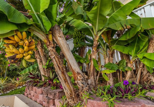 House in Cape Coral - THE PENINSULA House in Cape Coral - THE PENINSULA